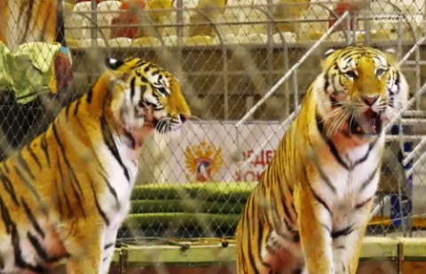 Цирковые тигры